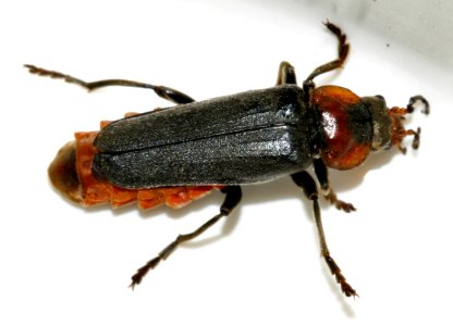 Cantharis-fusca-04-fws
