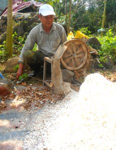 Cassava being grated