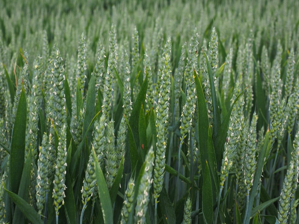 Cornfield spike cereals
