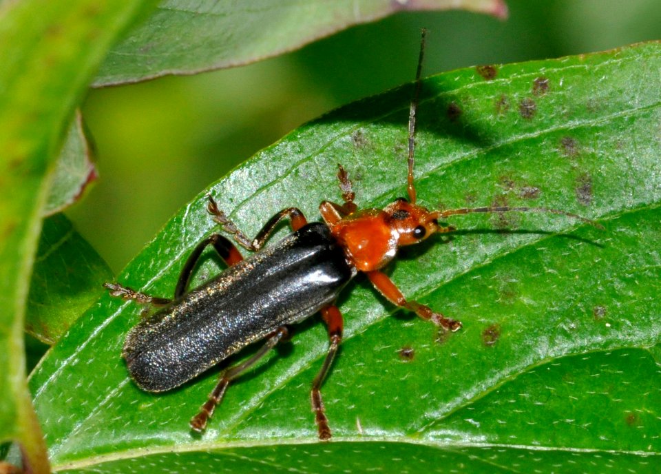 Cantharis-livida-02-fws