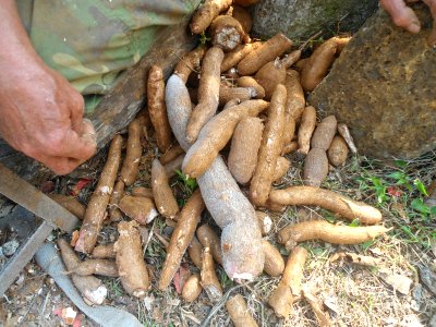 Cassava for grating for animal feed
