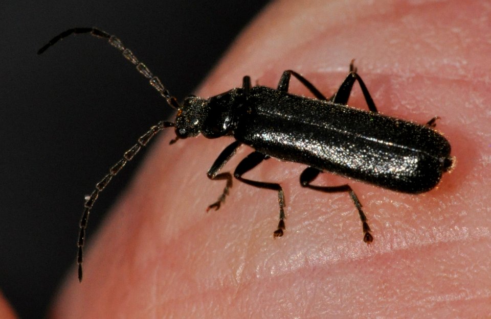 Cantharis-paludosa-03-fws