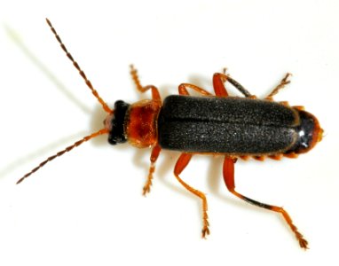 Cantharis-lateralis-13-fws
