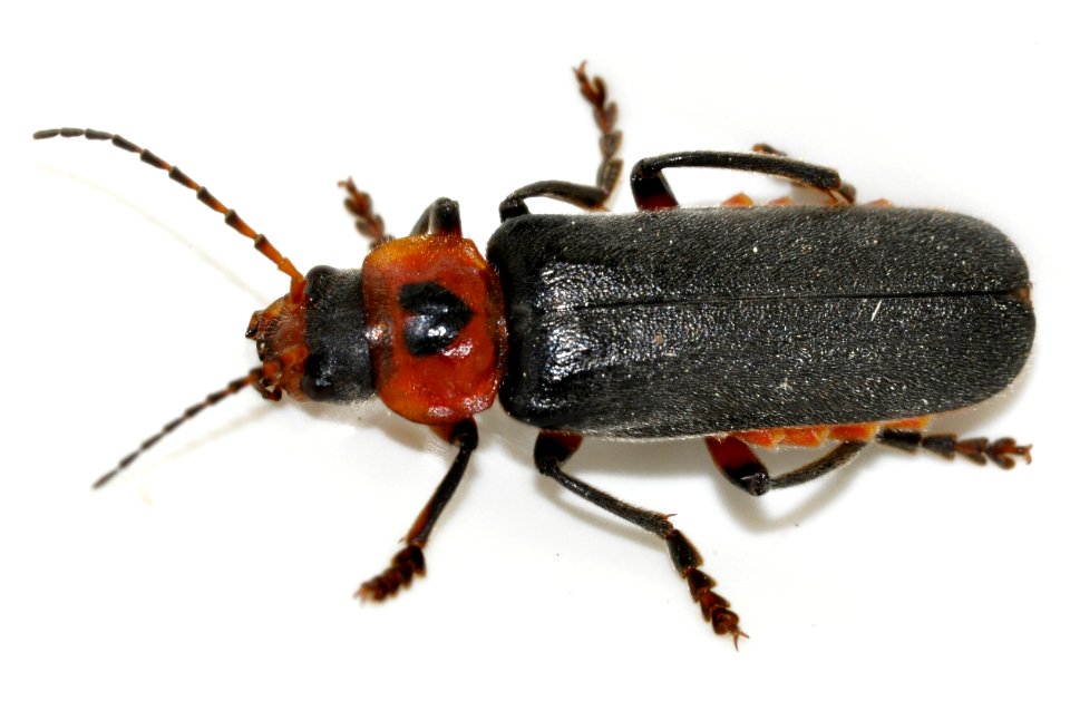 Cantharis-rustica-05-fws