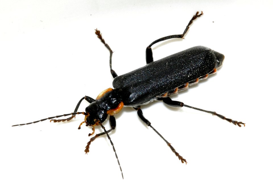 Cantharis-obscura-04-fws