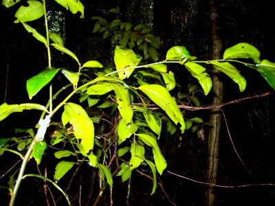 Capparis arborea booyong reserve