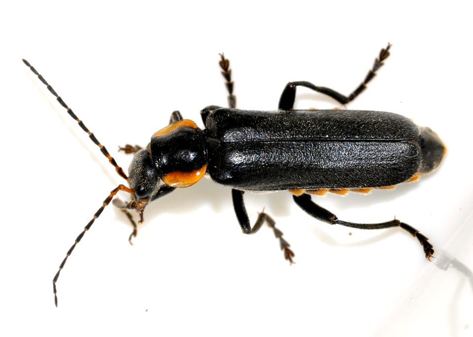Cantharis-paradoxa-03-fws