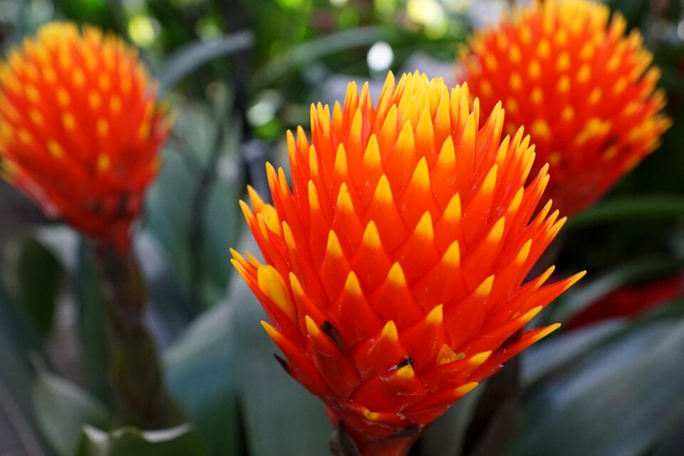 Plant nature blossom
