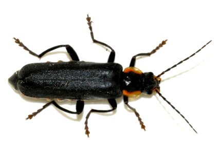 Cantharis-obscura-08-fws