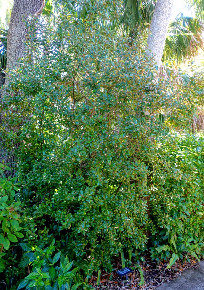 Capparis cynophallophora - Marie Selby Botanical Gardens - Sarasota, Florida - DSC01520