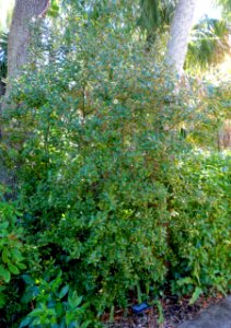 Capparis cynophallophora - Marie Selby Botanical Gardens - Sarasota, Florida - DSC01520