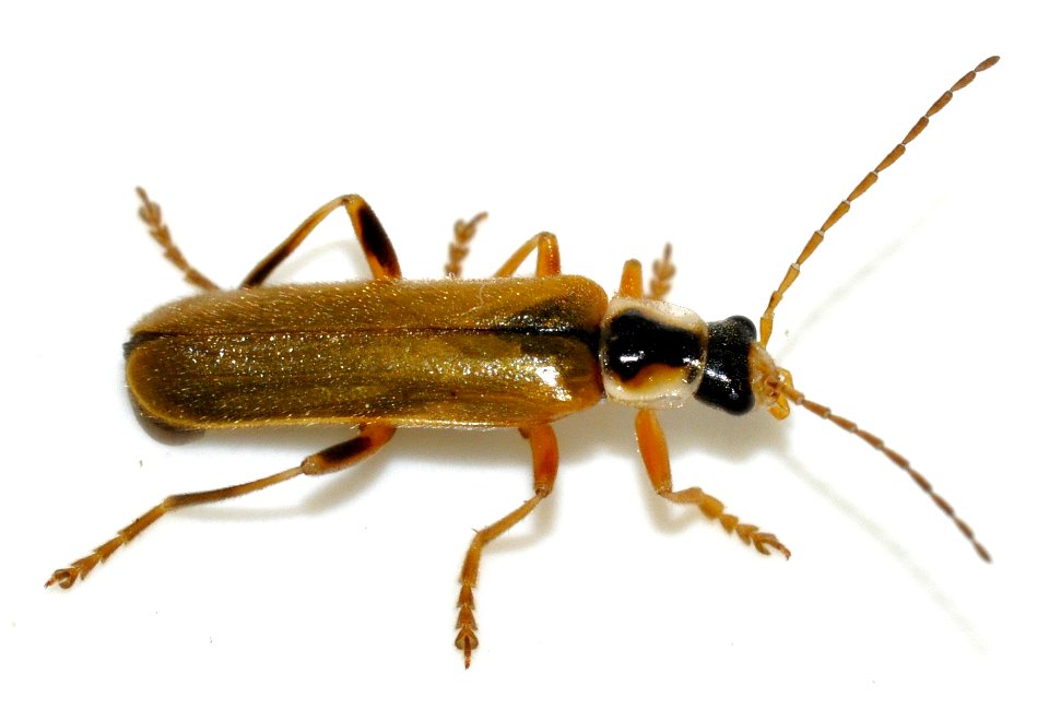 Cantharis-decipiens-04-fws