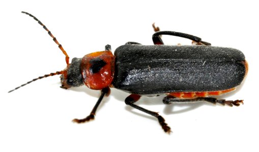 Cantharis-rustica-08-fws