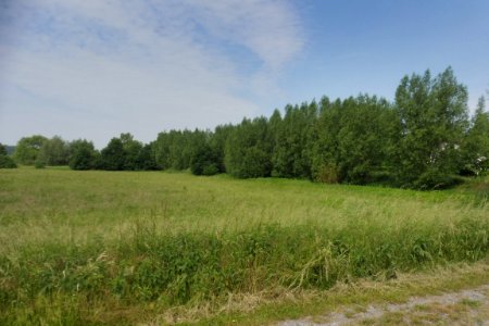 Cappel - NSG Lippeaue - 2