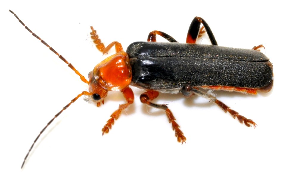 Cantharis-livida-09-fws