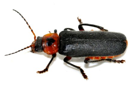 Cantharis-rustica-01-fws