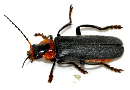 Cantharis-fusca-09-fws