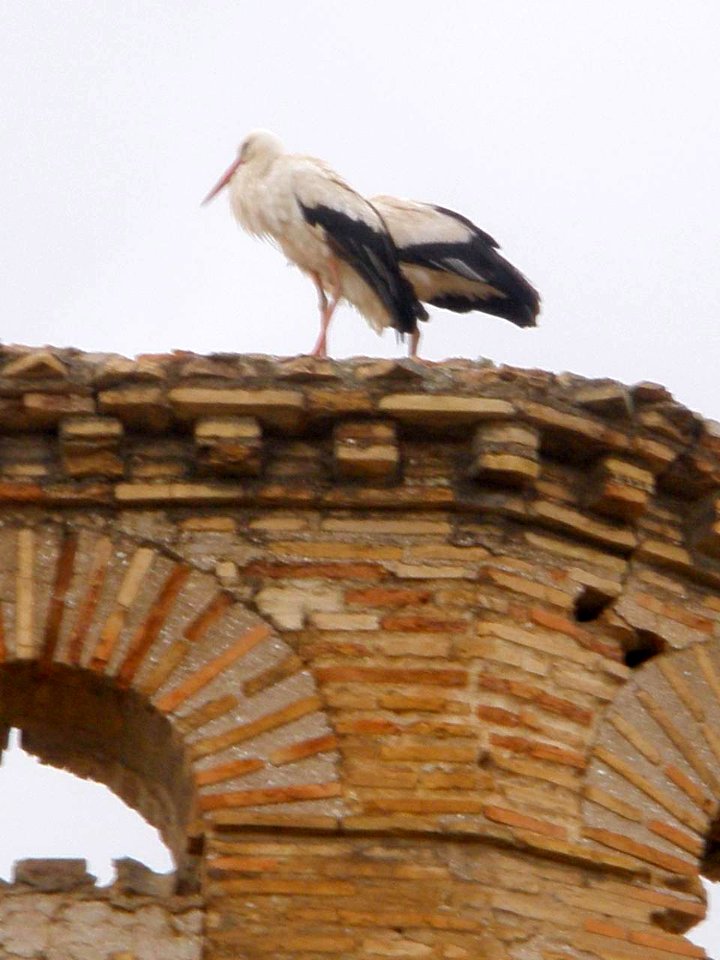 Caspe - Ex Convento de Santo Domingo 10