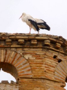 Caspe - Ex Convento de Santo Domingo 10