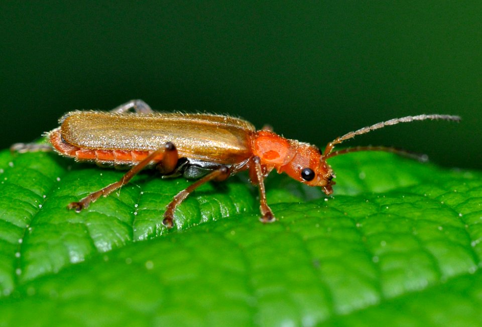 Cantharis-cryptica-04-fws