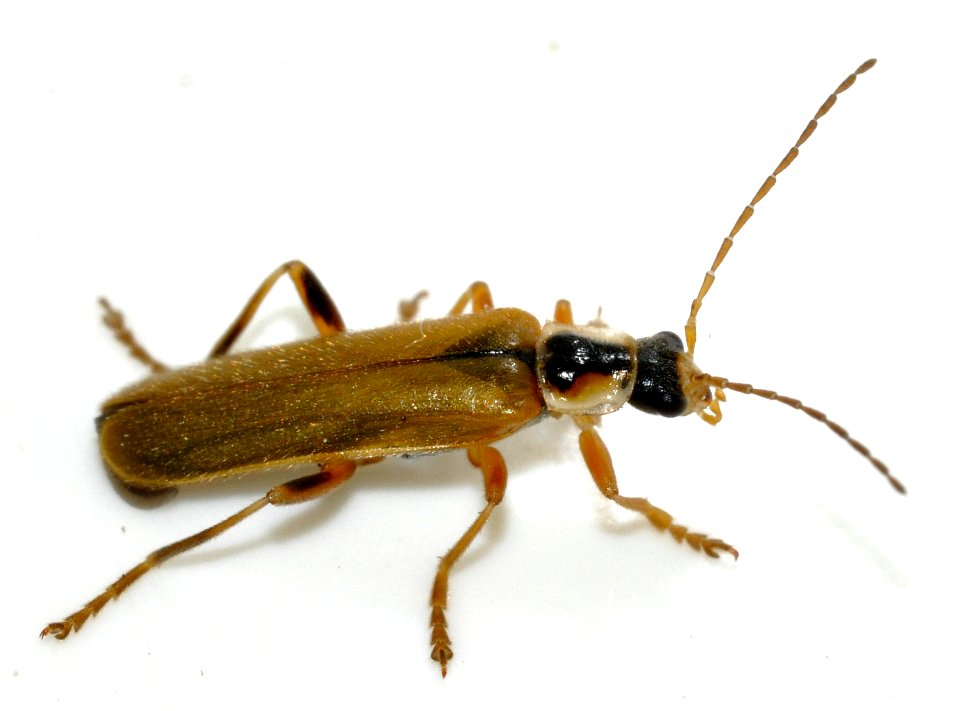 Cantharis-decipiens-03-fws