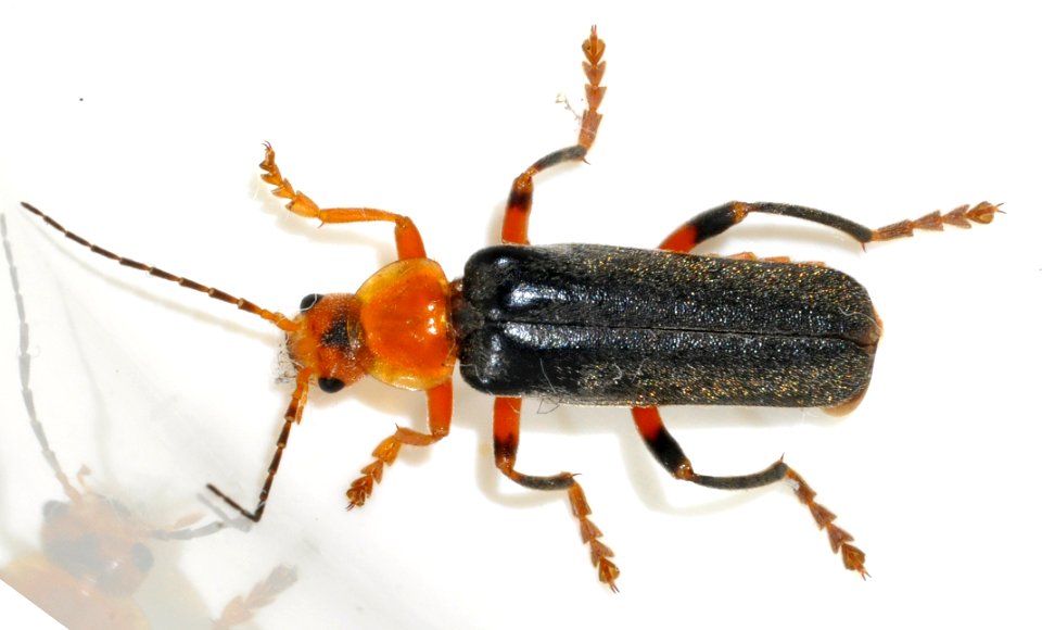 Cantharis-livida-11-fws