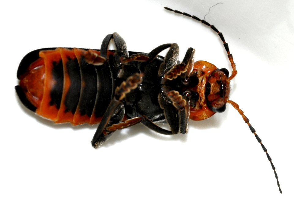 Cantharis-fusca-06-fws