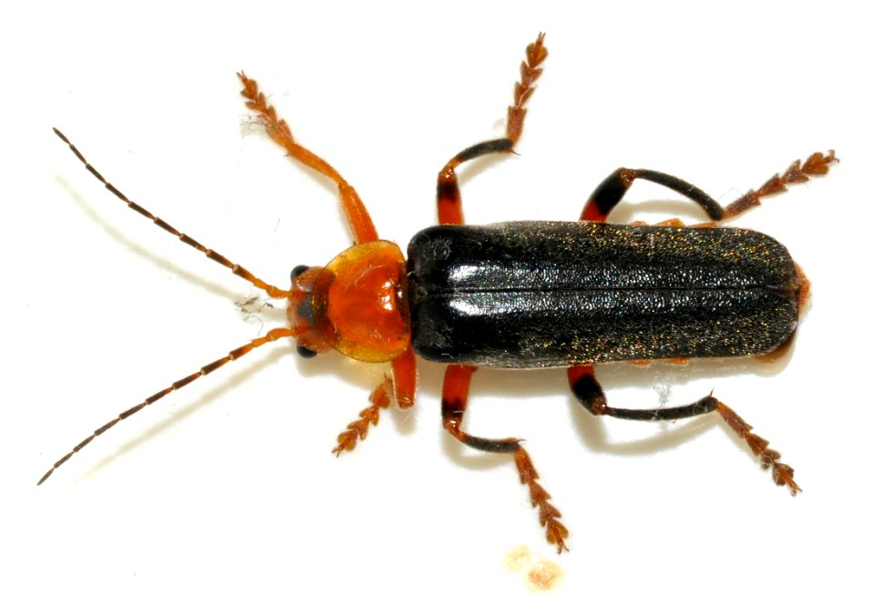 Cantharis-livida-07-fws