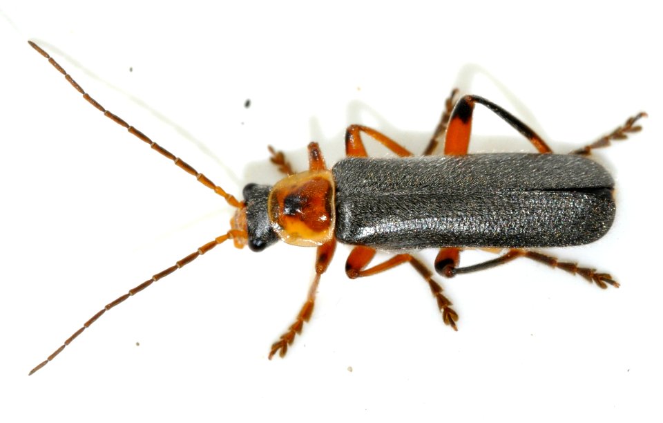 Cantharis-nigricans-04-fws