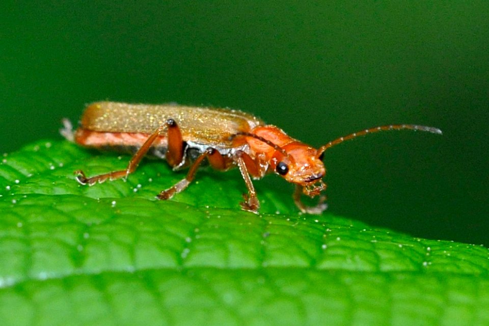 Cantharis-cryptica-03-fws