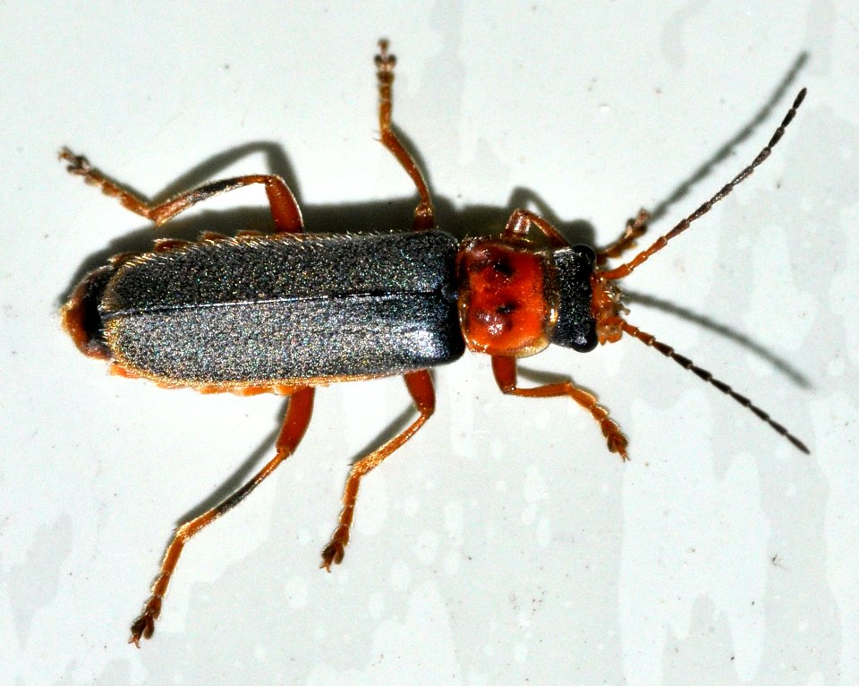 Cantharis-lateralis-08-fws