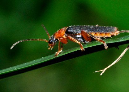 Cantharis-lateralis-02-fws