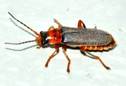 Cantharis-lateralis-09-fws