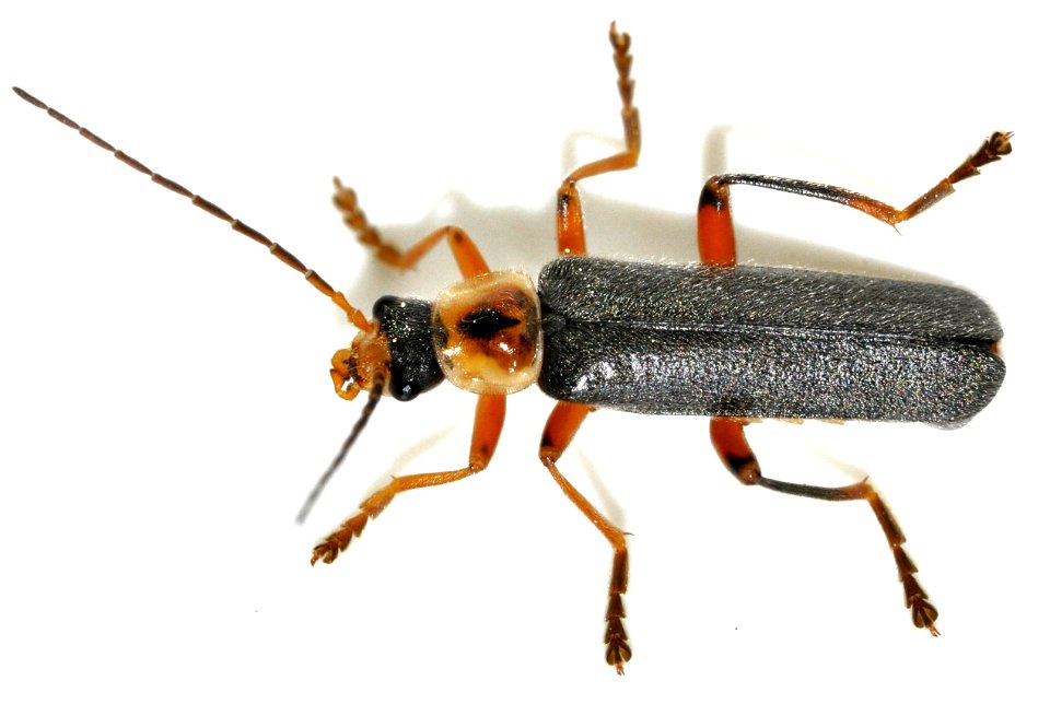 Cantharis-nigricans-01-fws