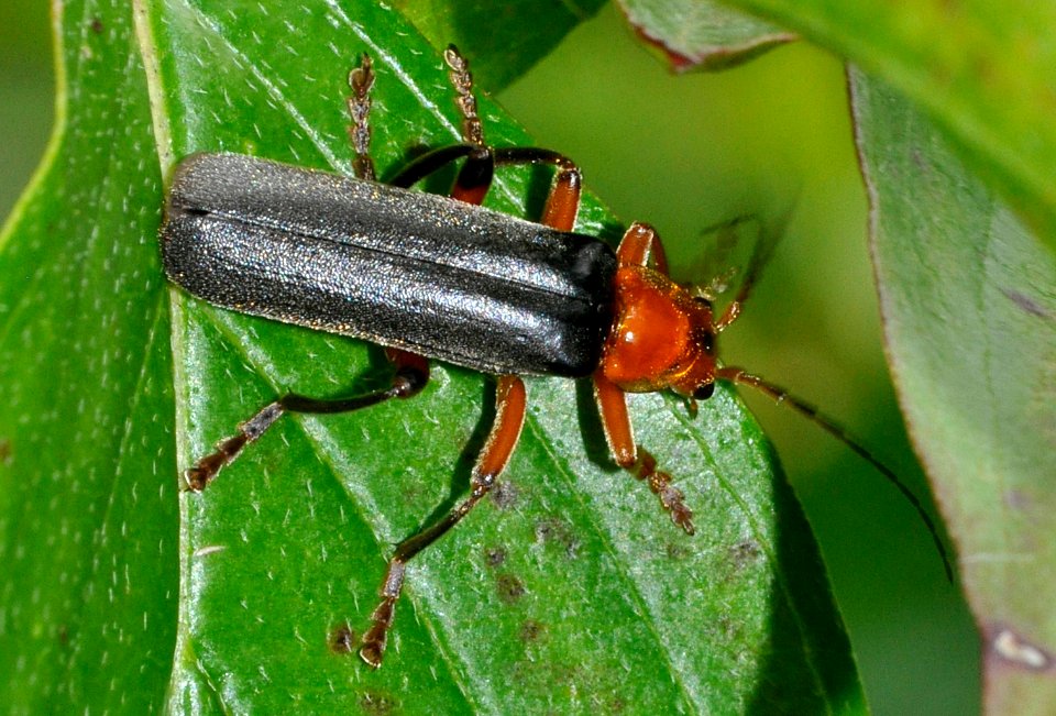 Cantharis-livida-03-fws