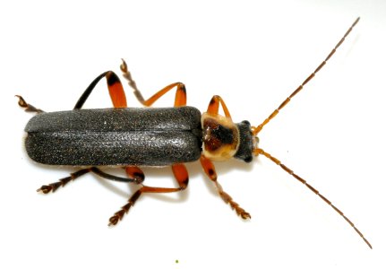 Cantharis-nigricans-07-fws