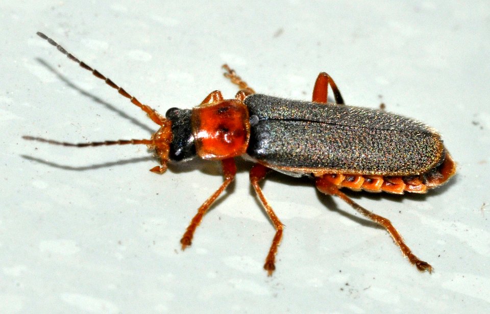 Cantharis-lateralis-07-fws