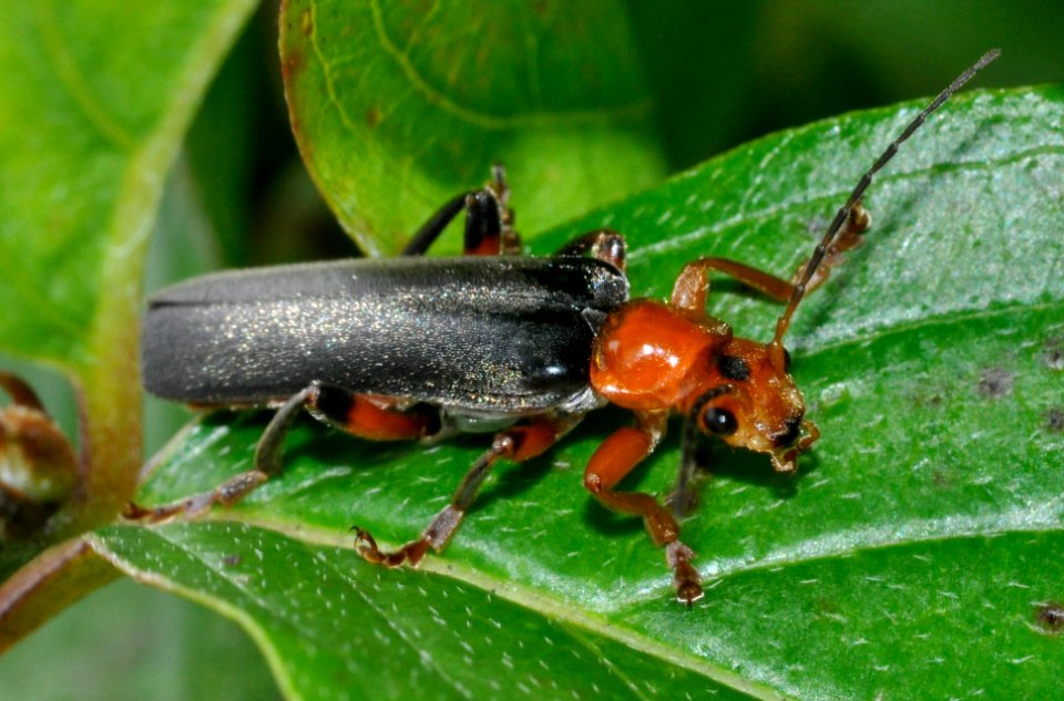 Cantharis-livida-04-fws