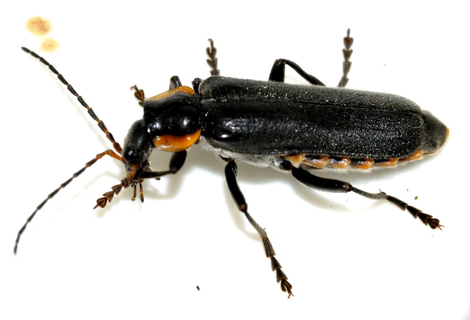 Cantharis-paradoxa-05-fws