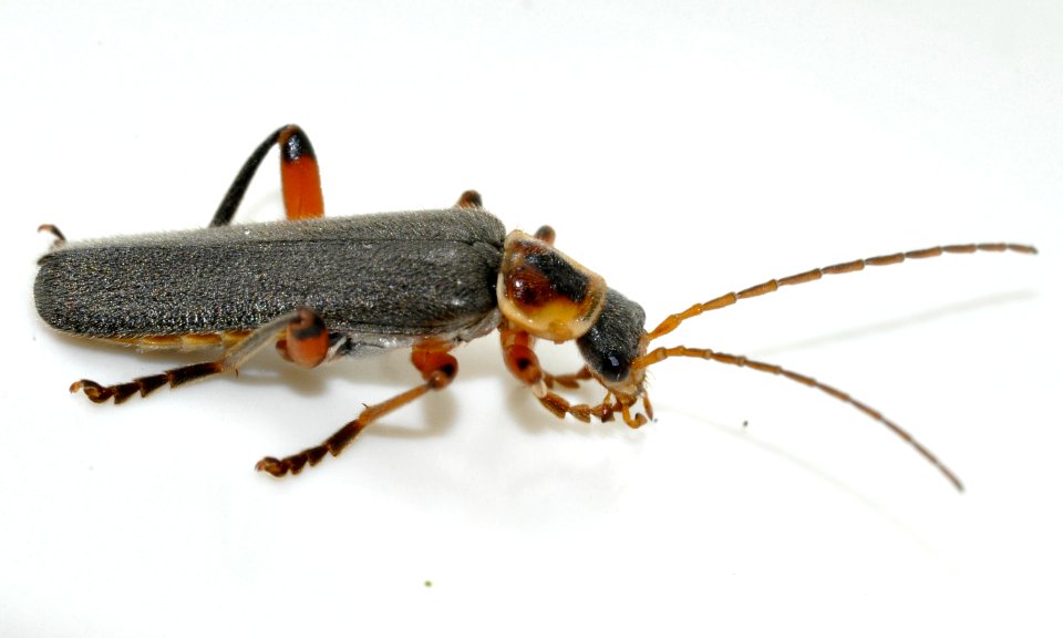 Cantharis-nigricans-09-fws