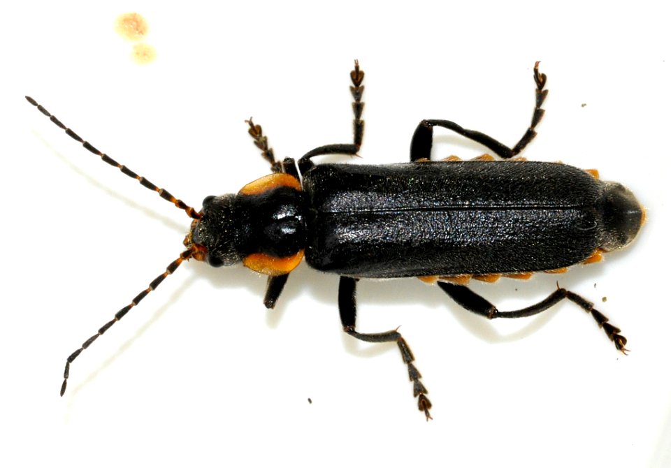 Cantharis-paradoxa-06-fws