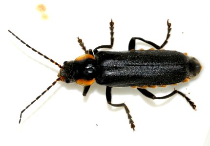 Cantharis-paradoxa-06-fws