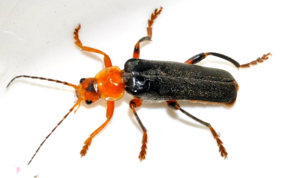 Cantharis-livida-14-fws