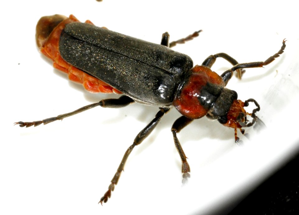 Cantharis-fusca-05-fws