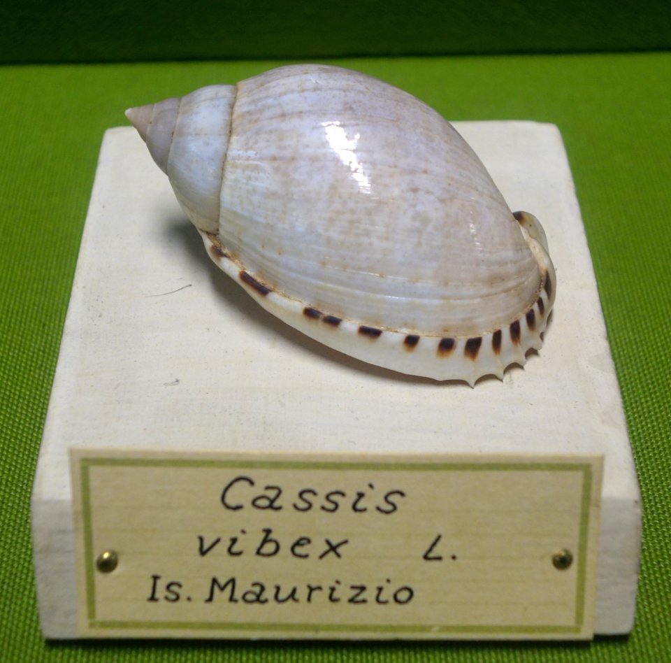 Casmaria erinaceus (Cassis vibex) - Museo Civico di Storia Naturale Giacomo Doria - Genoa, Italy - DSC03274