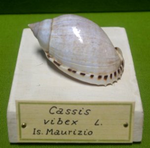 Casmaria erinaceus (Cassis vibex) - Museo Civico di Storia Naturale Giacomo Doria - Genoa, Italy - DSC03274