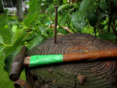 Canon macro hammer green