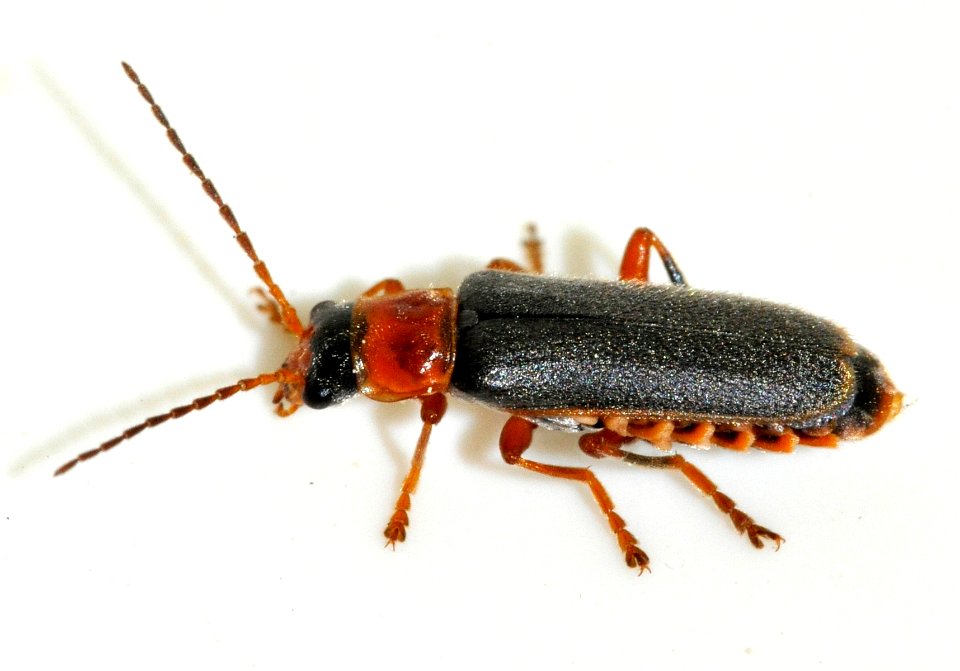Cantharis-lateralis-11-fws