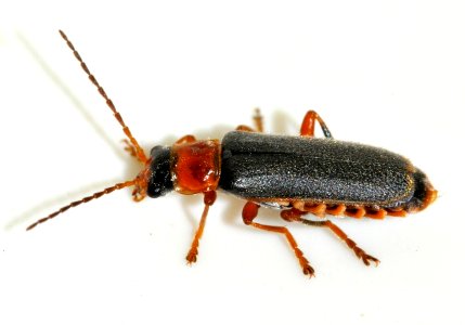 Cantharis-lateralis-11-fws