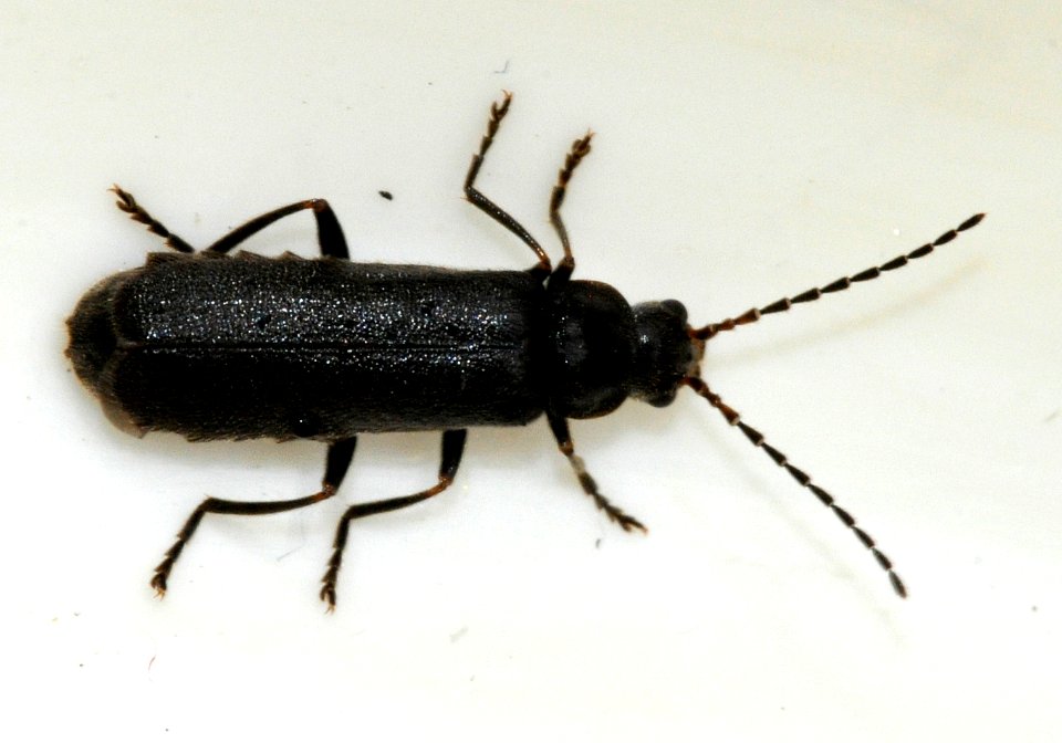 Cantharis-paludosa-02-fws